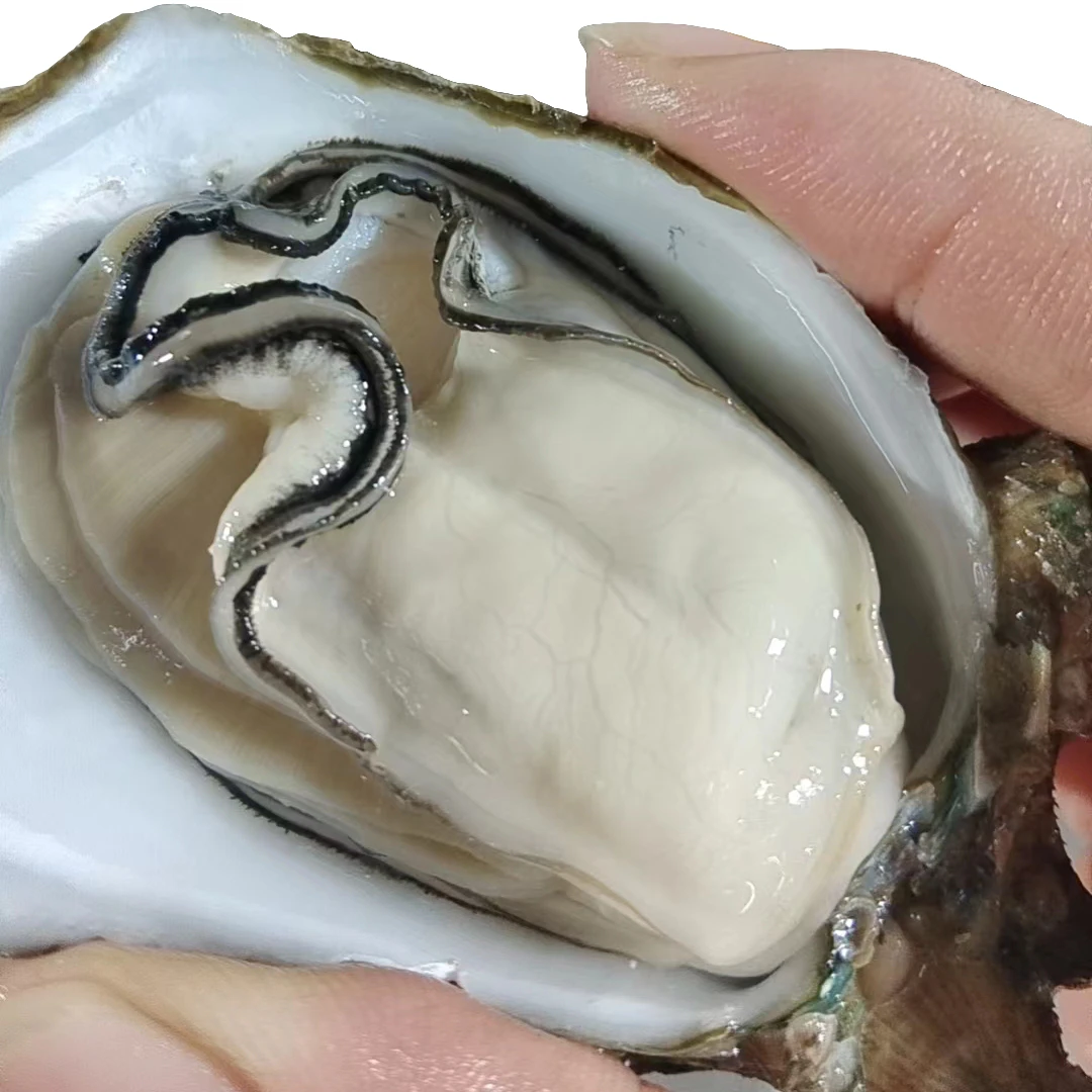 顺丰包邮贵鲜文记广西生蚝源产地新鲜鲜活特大号生蚝10斤整箱批发