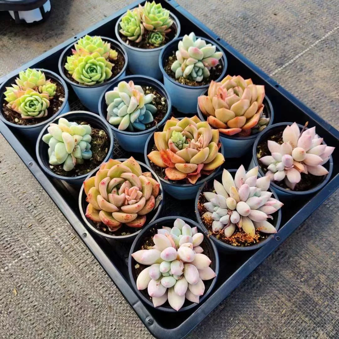 9449-9544 云南多肉植物盆栽组合绿植基地直发1月14日晚