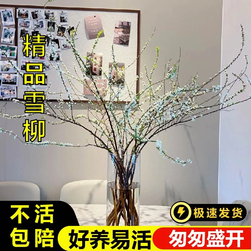 SS级现切雪柳干枝阳台养护庭院开花出售生长发芽实物白色天然修剪