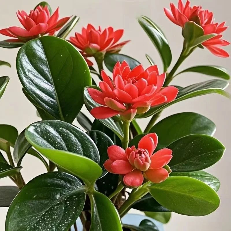 大促热销】新品碧玉花卉绿植四季开花浓香型盆栽室内桌面净化空气