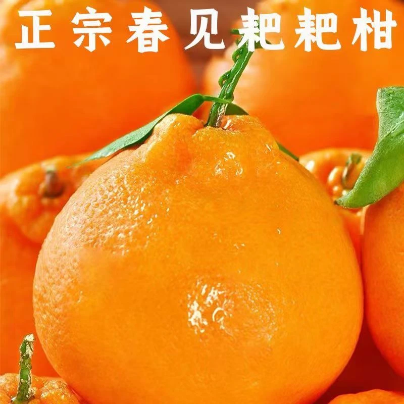 【与辉同行东方甄选】新鲜采摘四川春见耙耙柑皮薄保鲜多汁甜蜜爽