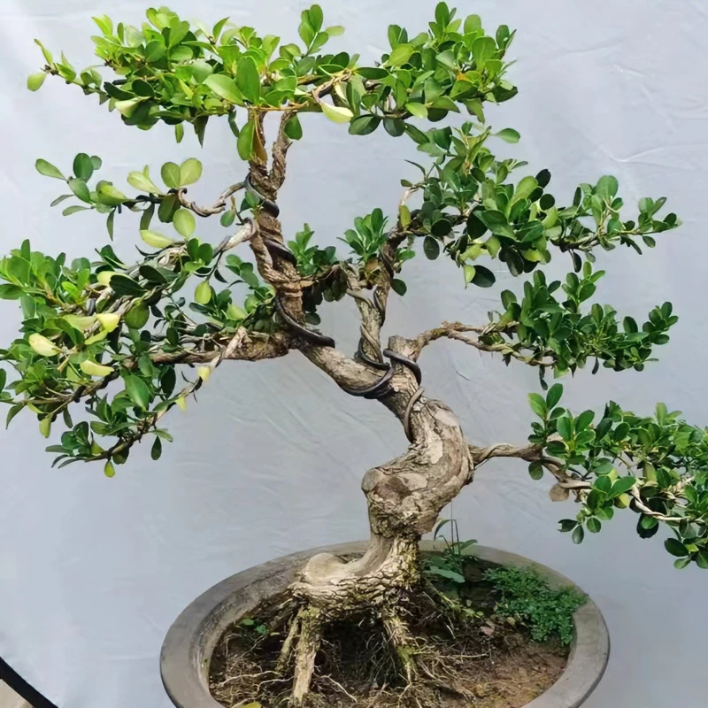 绿植盆景浓香花卉绿化苗一物一拍四季常青耐旱耐热庭院阳台室内外