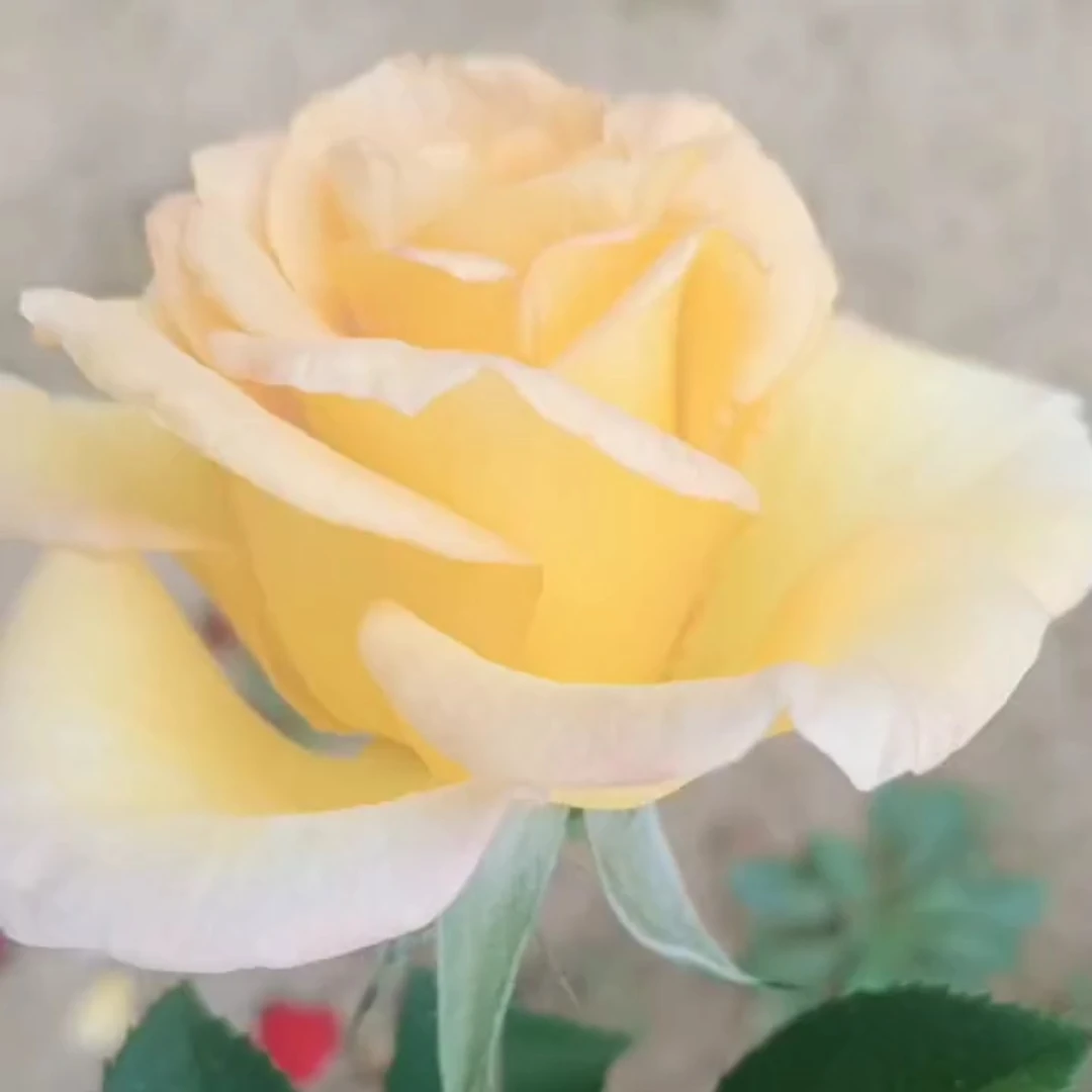 月季花树桩原生大花多五颜六色棒棒糖月季花阳台庭院