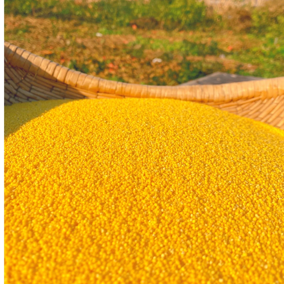 山东农家山地小米