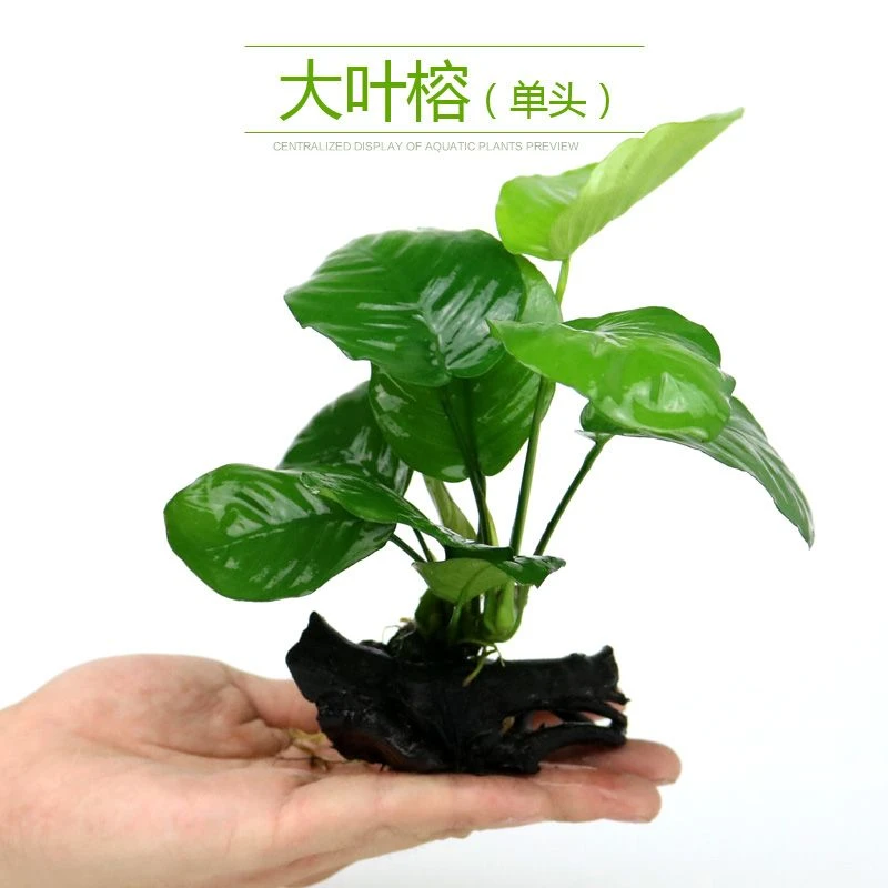 红波水草沉木爬地矮珍珠草缸增氧鱼缸造景火山石水榕金钱榕