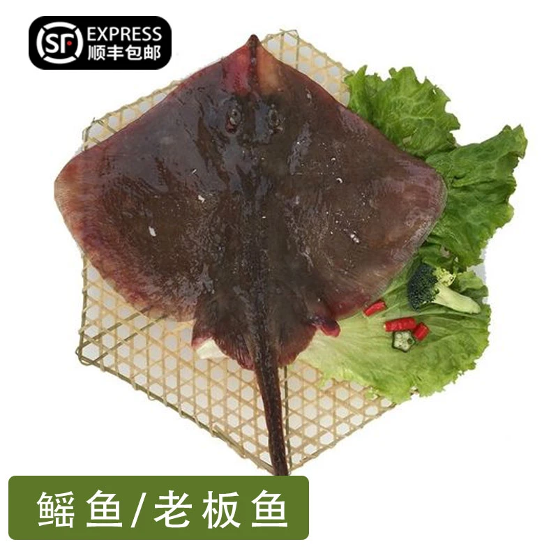 新鲜深海捕捞老板鱼（鳐鱼）保鲜不包活顺丰冷链包邮