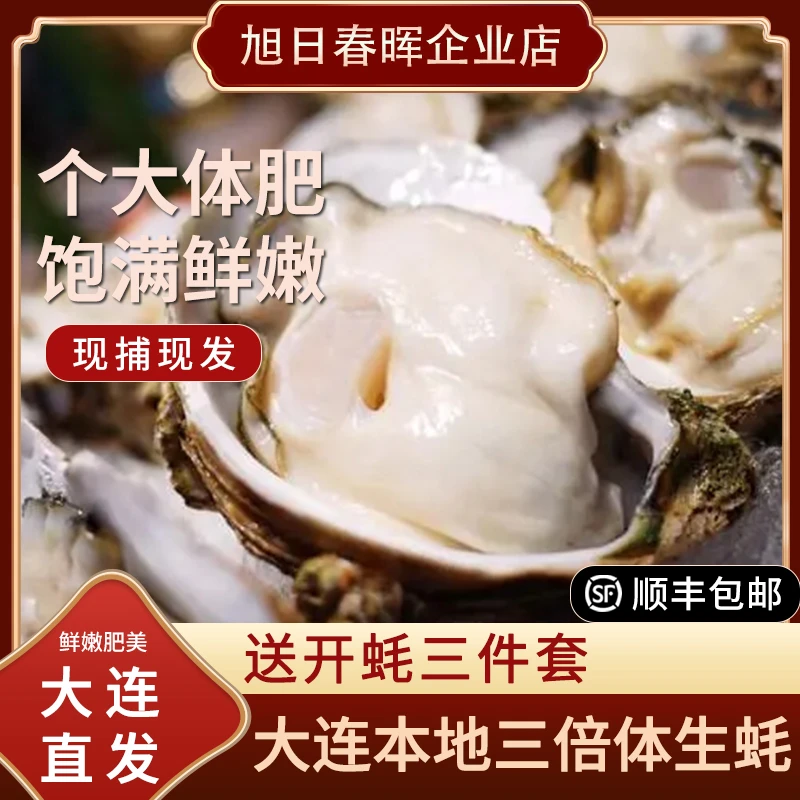 大连本地生蚝刺身级别单只（五两以上）三倍体生蚝活鲜活五斤装