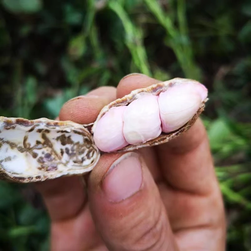 河南特产农家自种2025带壳干花生5斤包邮