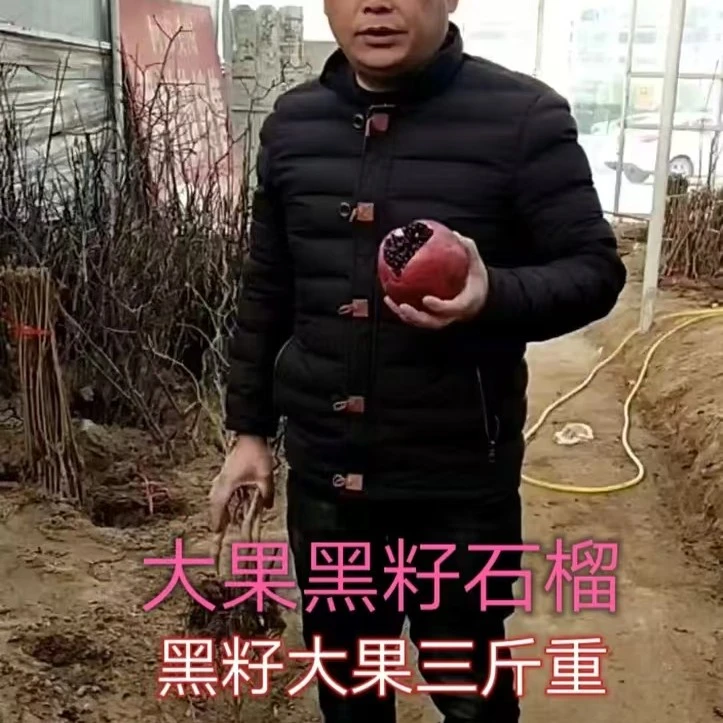 大果黑籽石榴苗带叶带土四季可种盆栽庭院果树甜石榴树苗