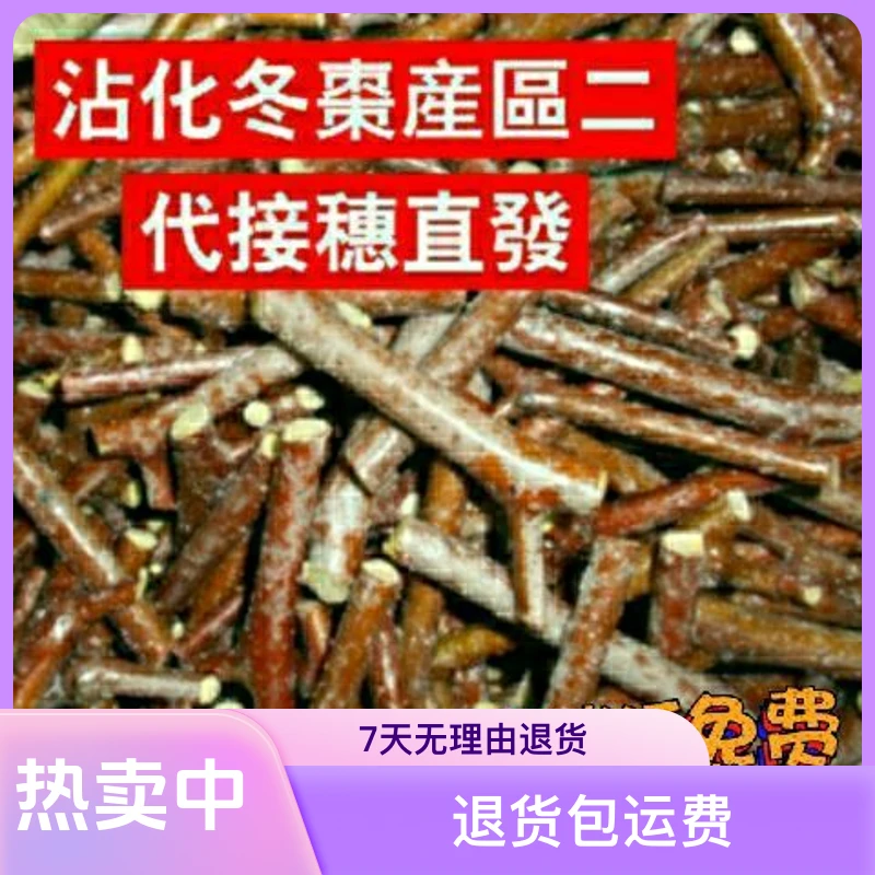 沾化冬枣嫁接枝条一代二代三代冬枣接穗蟠枣冰糖心葫芦枣嫁接接穗