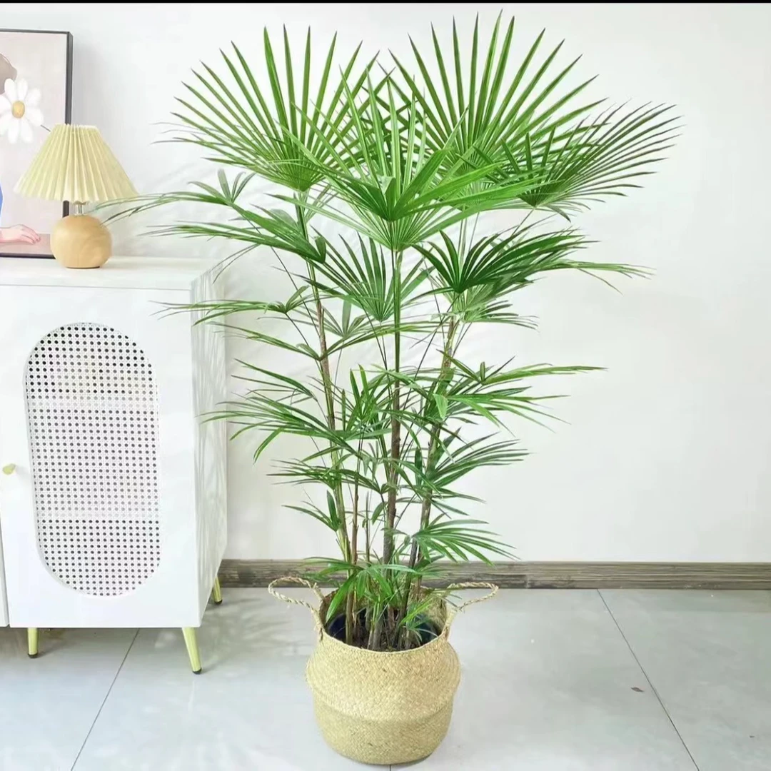 新棕竹室内植物客厅植物办公室盆栽卧室盆栽耐寒绿植