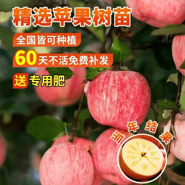 云格丽苹果树果苗嫁接盆栽红富士南北方栽种耐寒室外地栽当年结果