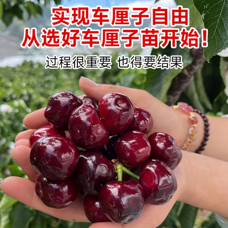 车厘子树苗大樱桃树南方北方庭院盆栽地栽种植特大樱桃苗果树果苗