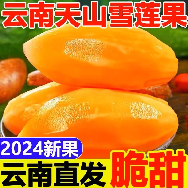 新鲜现挖！精选云南【天山雪莲果】当季产品现挖 脆甜多汁  唇齿留香