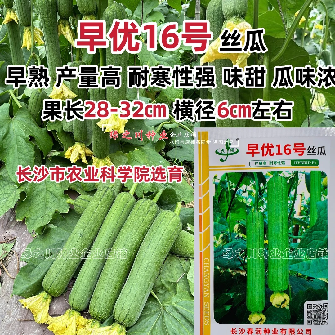 春润早优16号丝瓜种子早熟农科院选育中长丝瓜种籽味甜清脆瓜味浓