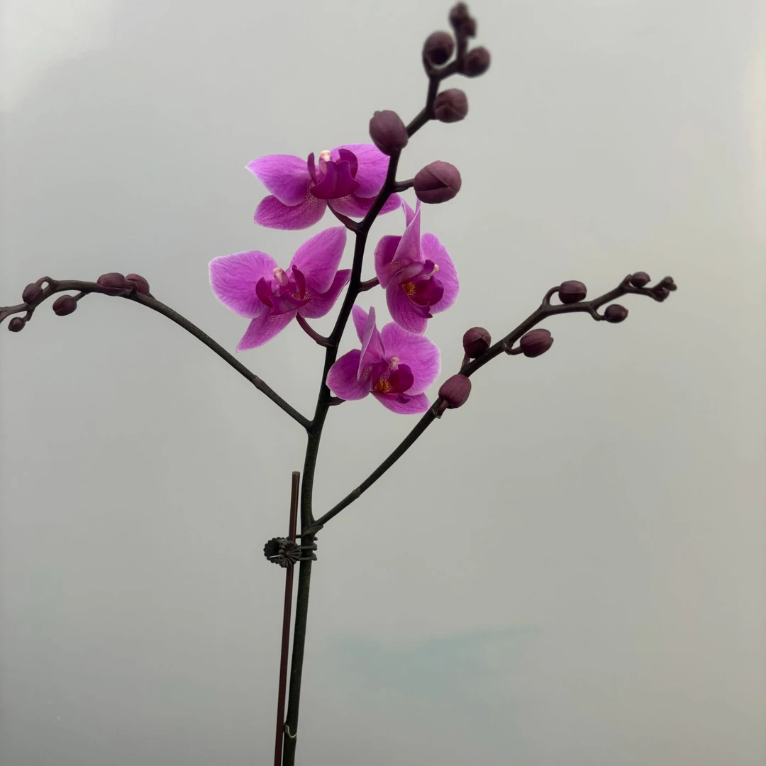 蝴蝶兰-【婚宴】室内高端花卉