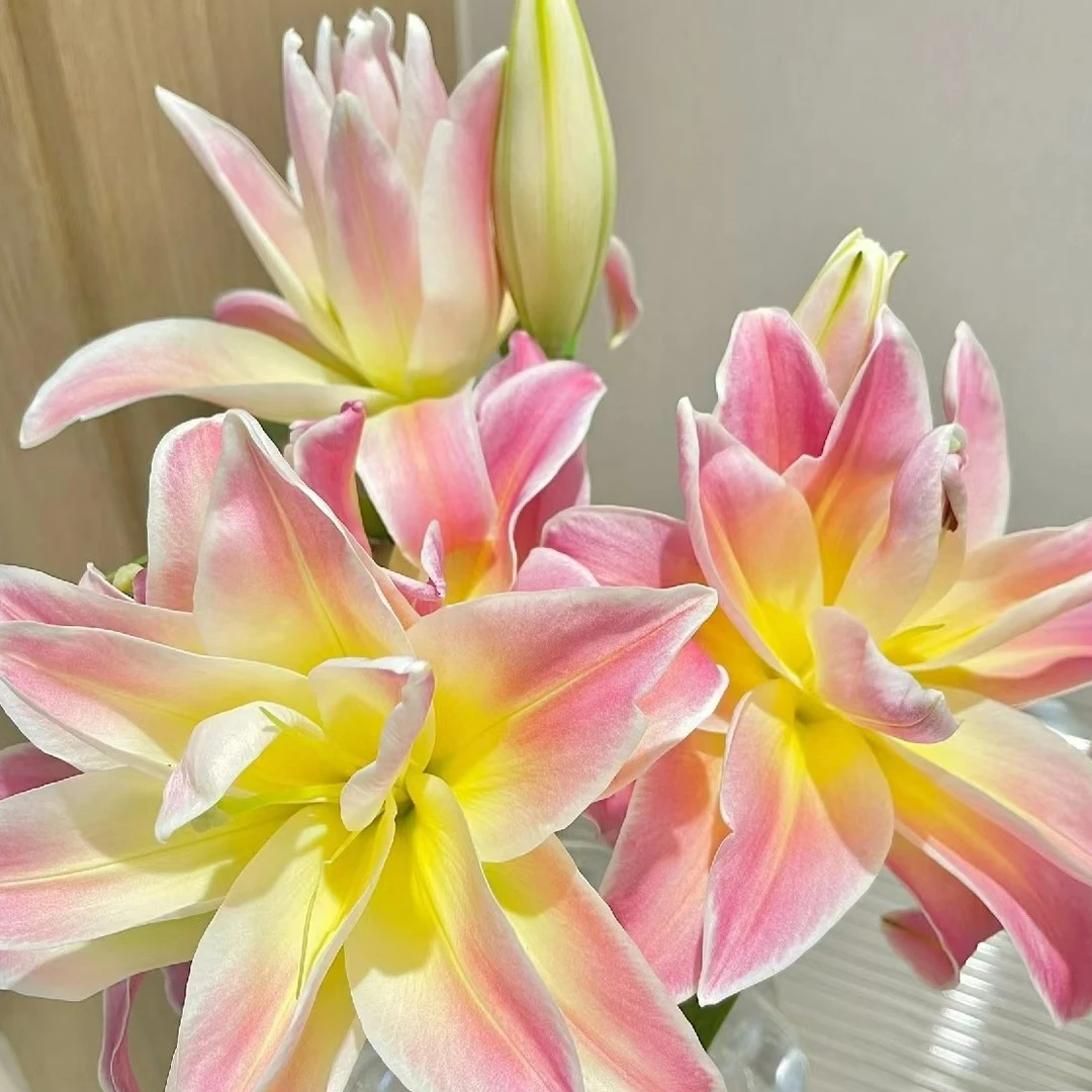 春百合四季可种1颗【彩虹糖】16/18重瓣香水百合庭院阳台花球