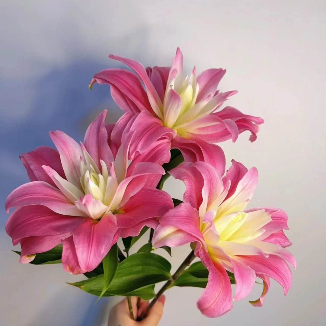 春百合四季可种1颗【红丝带】14/16重瓣百合花球庭院阳台花球