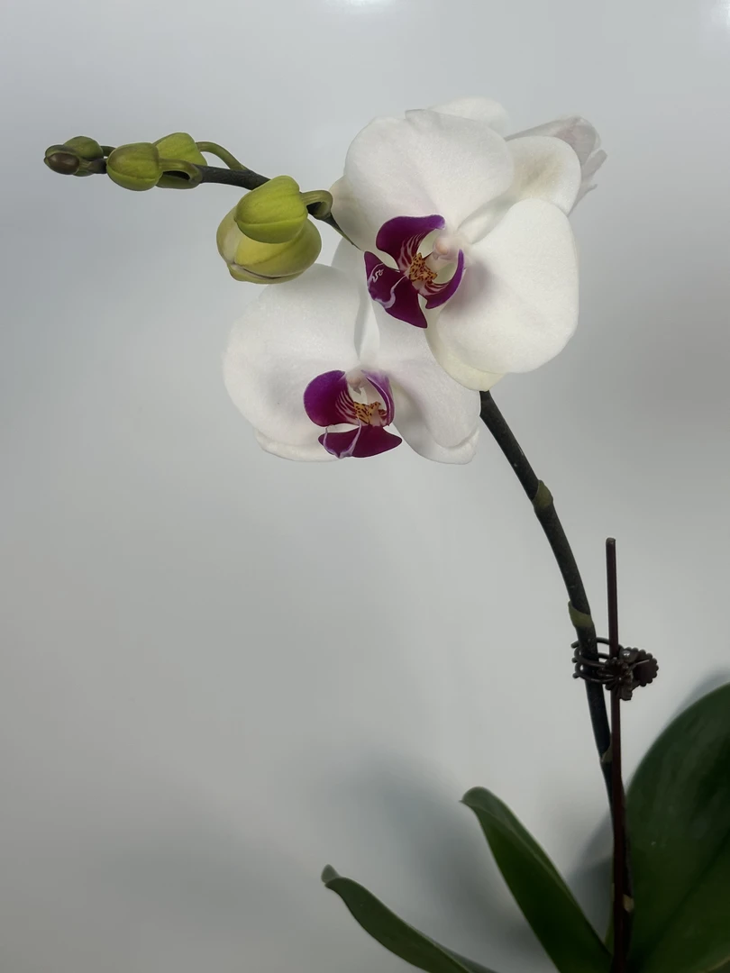 Z蝴蝶兰-【雪玉】室内高端花卉