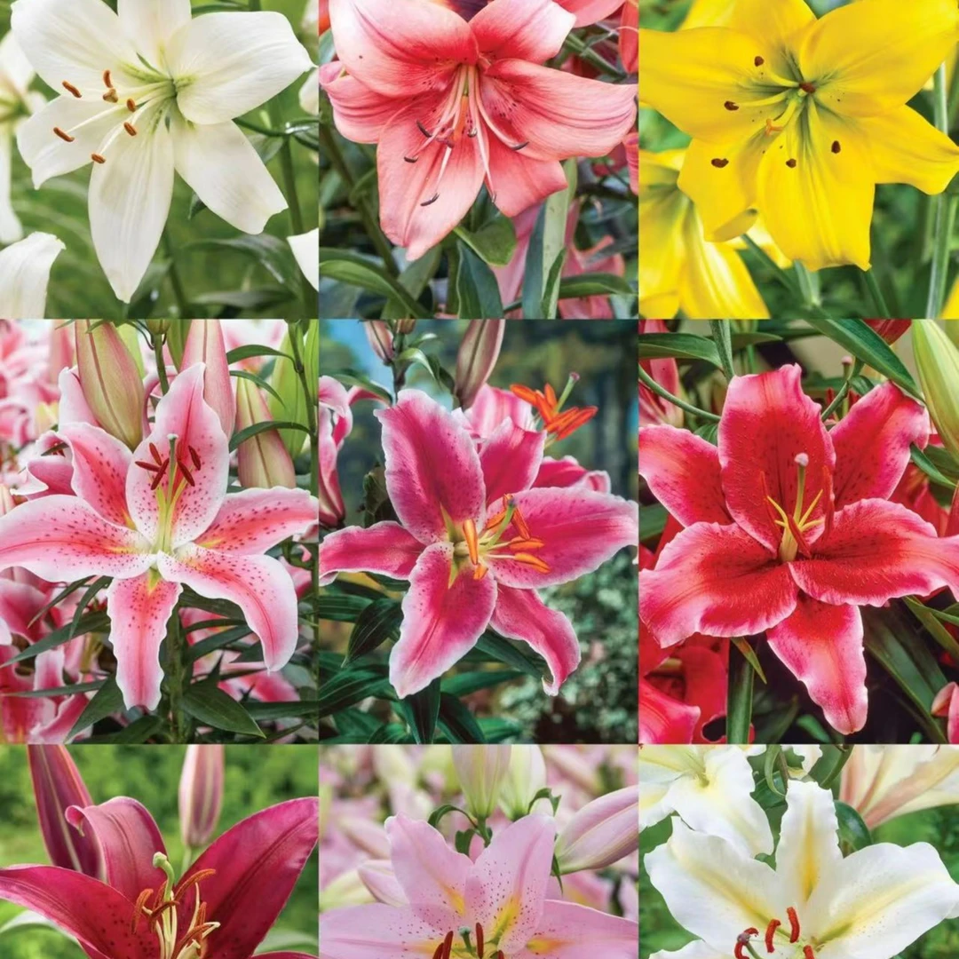 四季可种1颗【盲球】荷兰进口庭院阳台百合花球