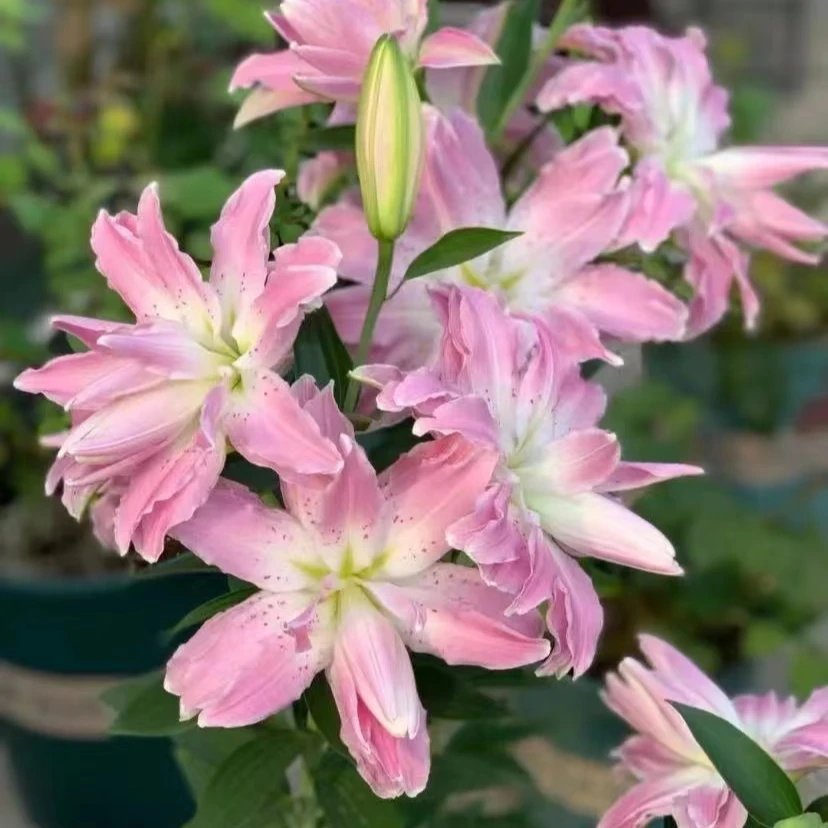 四季可种1颗【莲花雅致残次品不影响开花】16/18重瓣香水百合花球