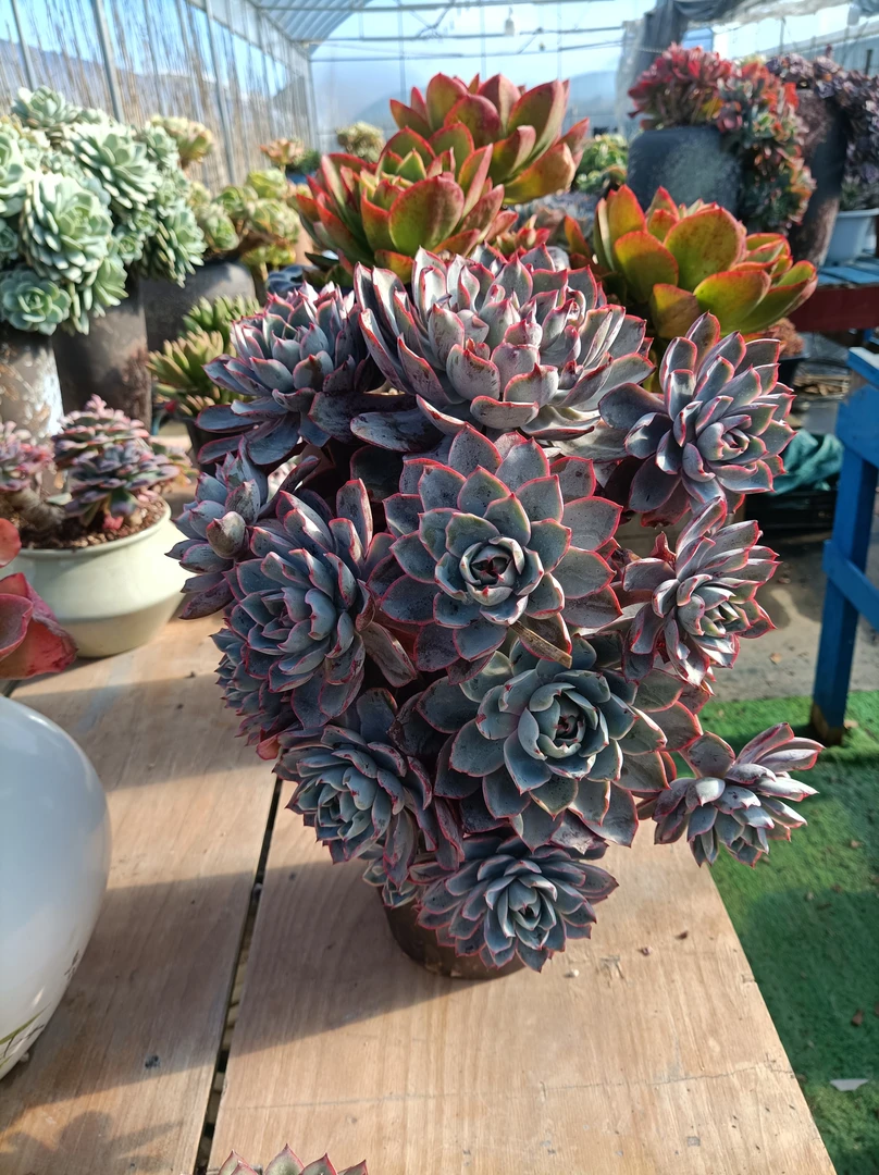 精品多肉，一物一拍