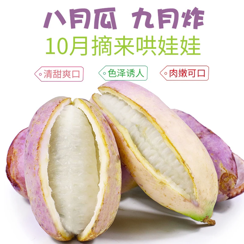 【八月瓜】八月瓜新鲜现摘现发八月炸野水果牛腰果九月黄预知子