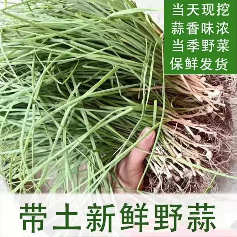 正宗湘西野山葱 高山小根野胡葱 细小野葱