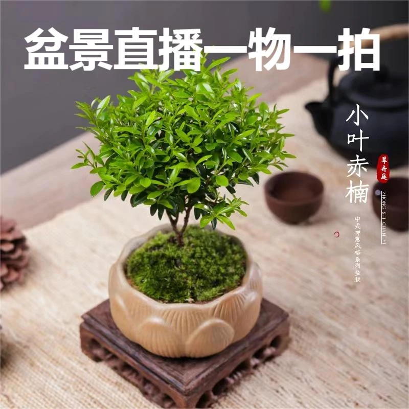 【直播间一物一拍链接】高端盆景红芽米叶雀舌罗汉松瓜子雀舌黄杨