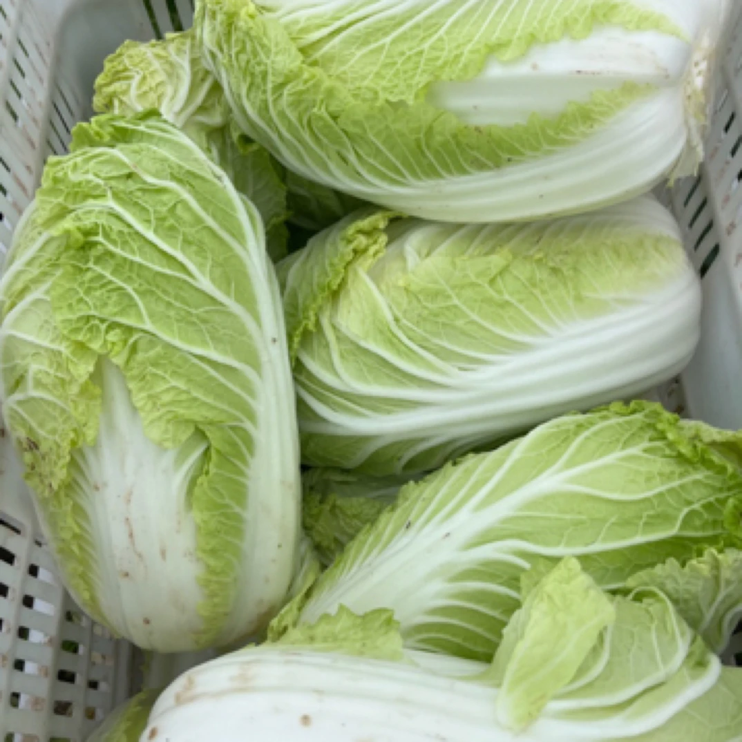 【方松农产】松松家自种娃娃菜2-3个装