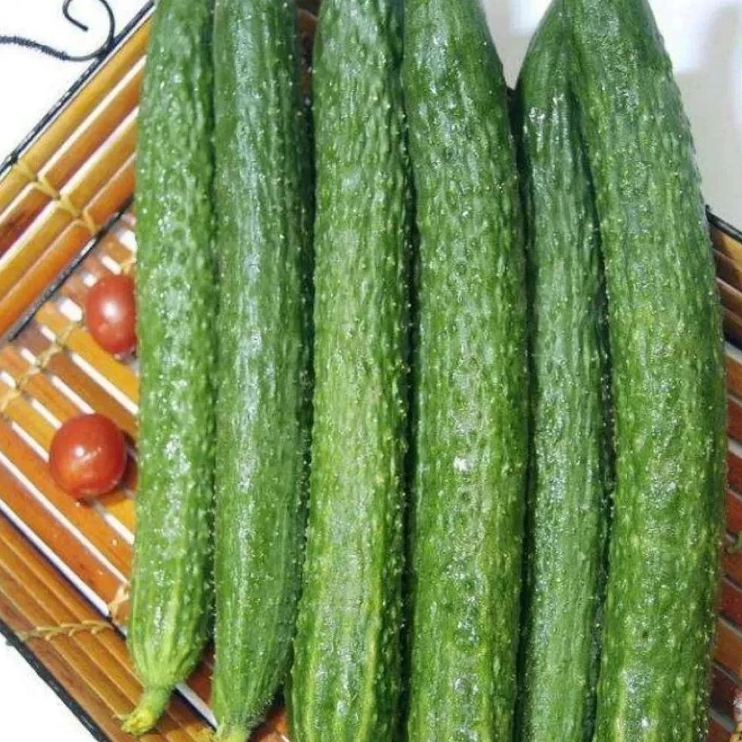 【方松农产】农家自种露天黄瓜现摘现发 五斤装