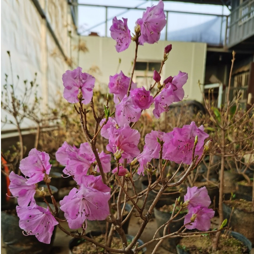 映山紫种植基地直销
