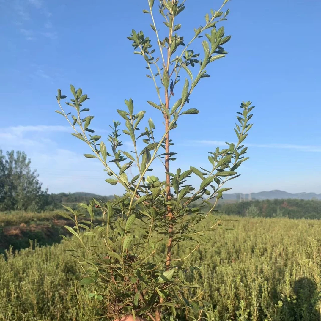 抖音直播专用，映山红映山黄映山紫