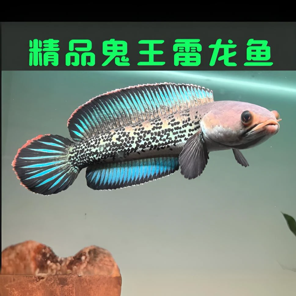 鬼王雷龙鱼 巴卡二型精品