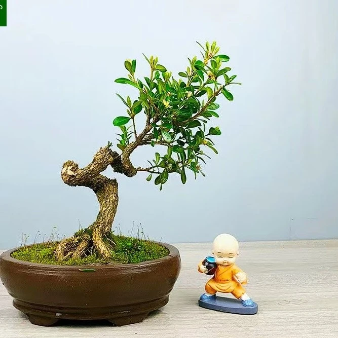 【直播间一物一拍】精品瓜子黄杨盆栽素材组合  一物一拍