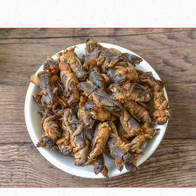 新鲜速冻土蝼蛄剌剌蛄 拉拉蛄土狗新鲜速冻土蝼蛄