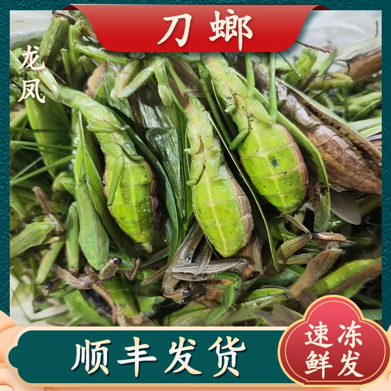 刀螂山东刀螂特产干净肉质顺丰包邮刀螂速冻冷冻发货高蛋白美味