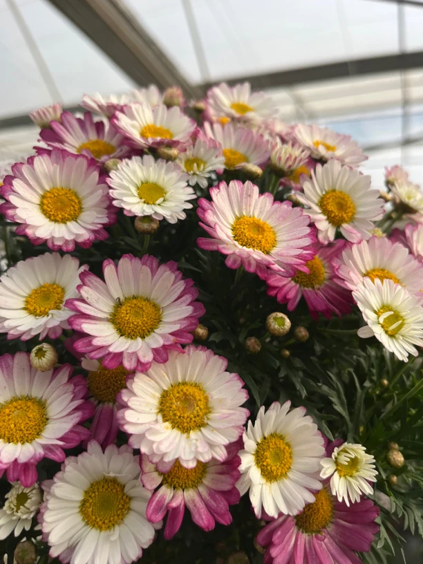 玛格丽特盆栽花苗重瓣带花糖果小雏菊室外阳台四季耐寒花卉花期久