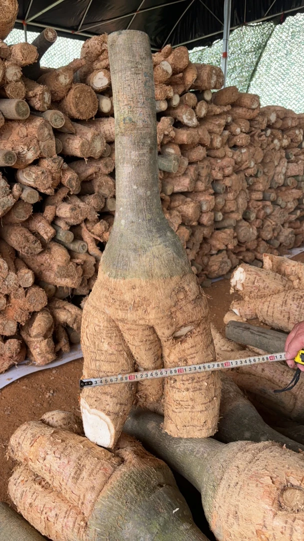 独杆发财树粗杆高度0.7-0.8米老桩发财树绿植