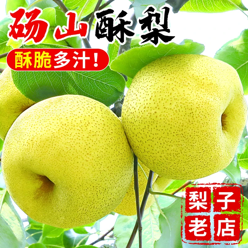 【福瑞达】砀山酥梨5斤整箱包邮当季新鲜水果香脆梨雪梨J