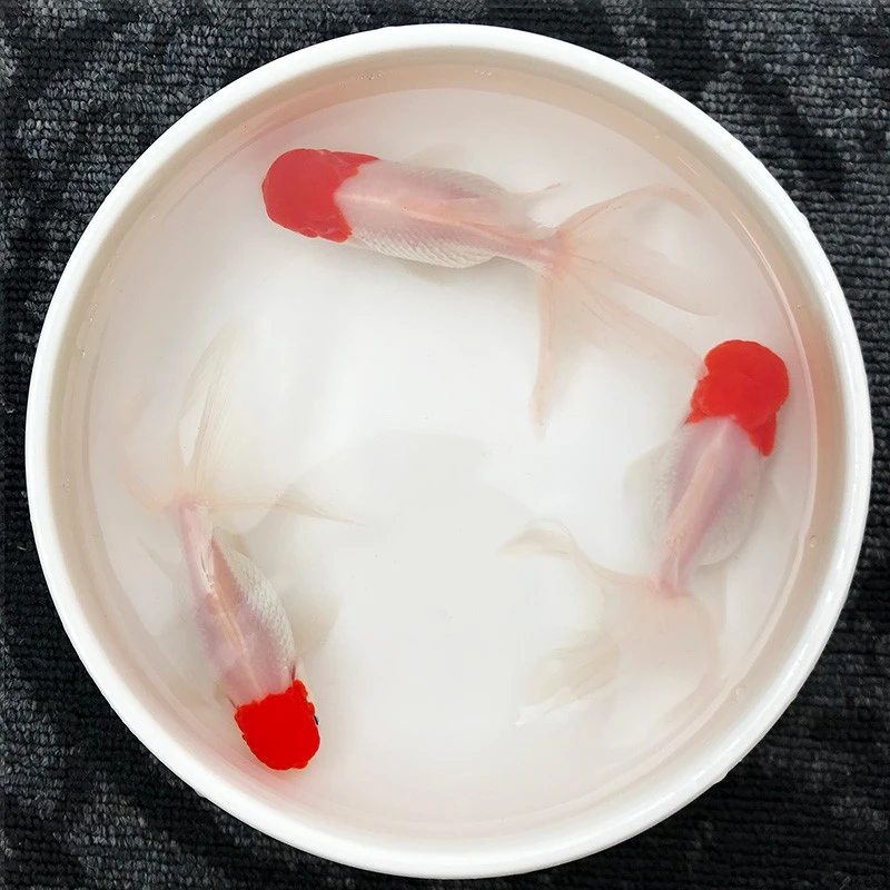 小金鱼鹤顶红头帽招财鱼红帽红狮子头鸿运当头冷水鱼观赏鱼红金鱼