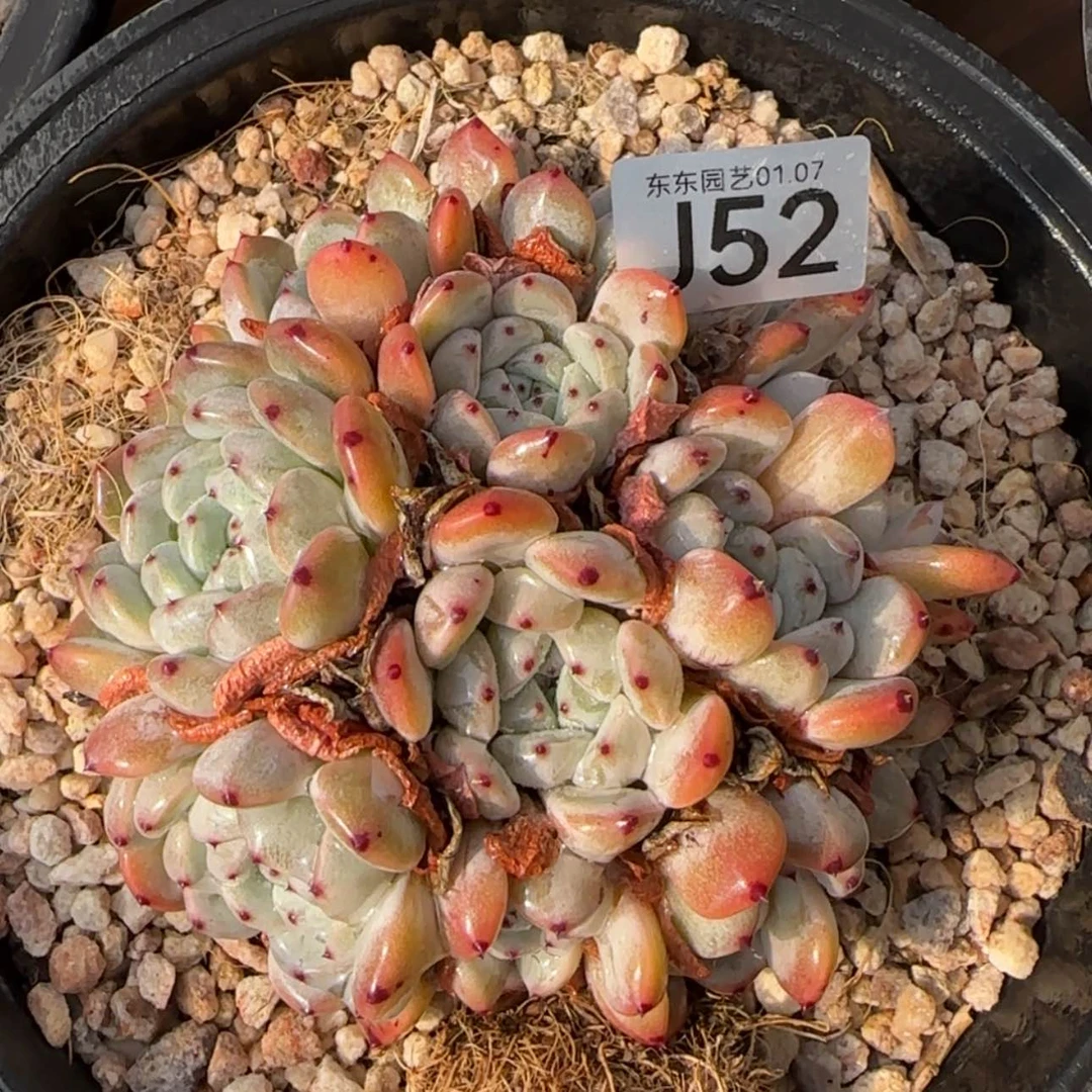 【闪购商品】J52雪爪