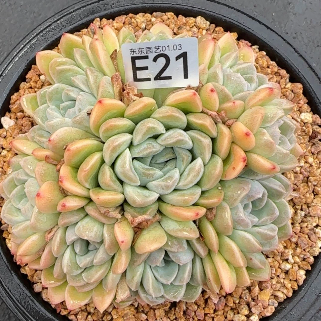 【闪购商品】E21奶油