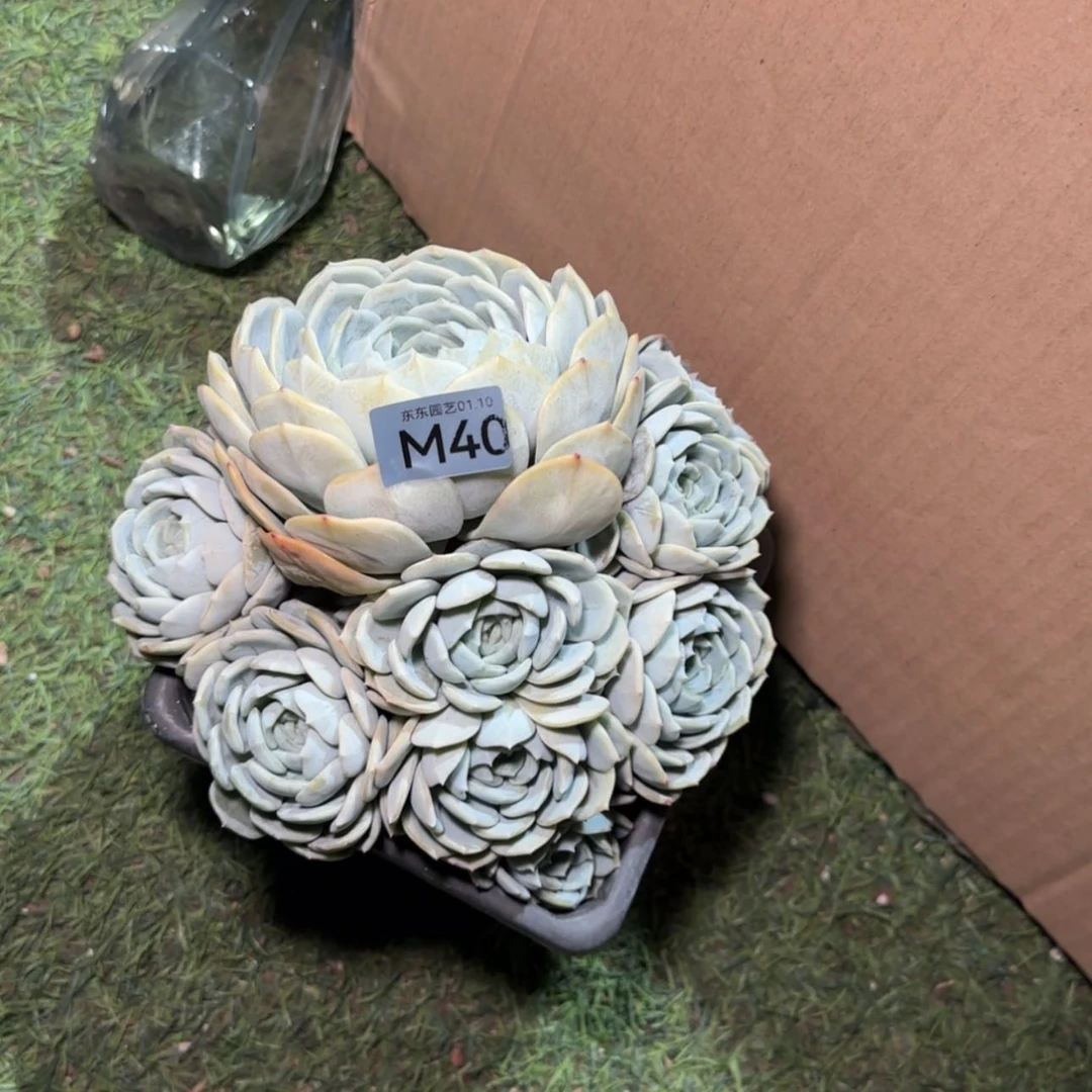 【闪购商品】巨***妈m 40