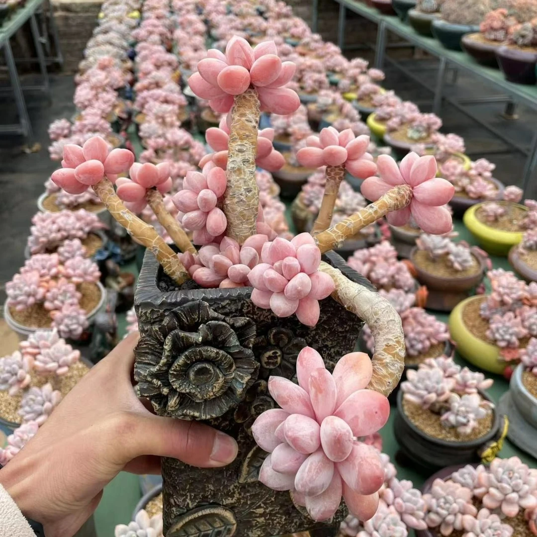 东东园艺多肉植物
