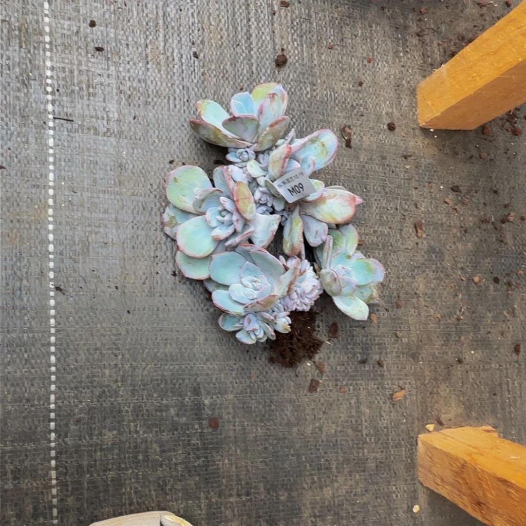 B****?m m m m m m 9