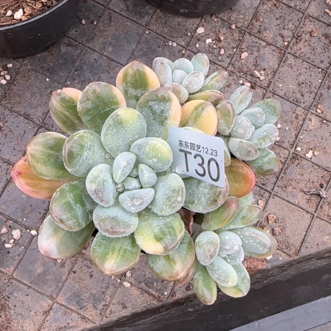 【闪购商品】无*仔t 30