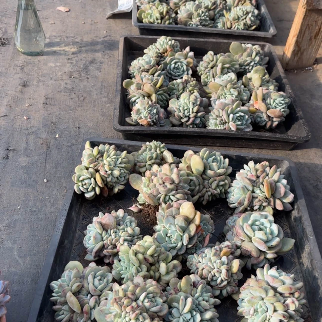【闪购商品】星影巨多头