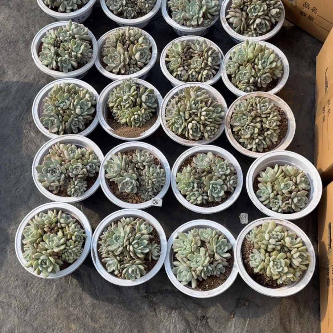 【闪购商品】华****园q 5