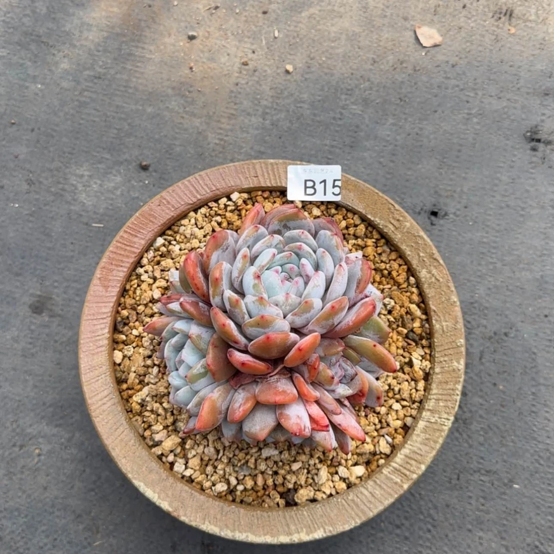 【闪购商品】b 15星影